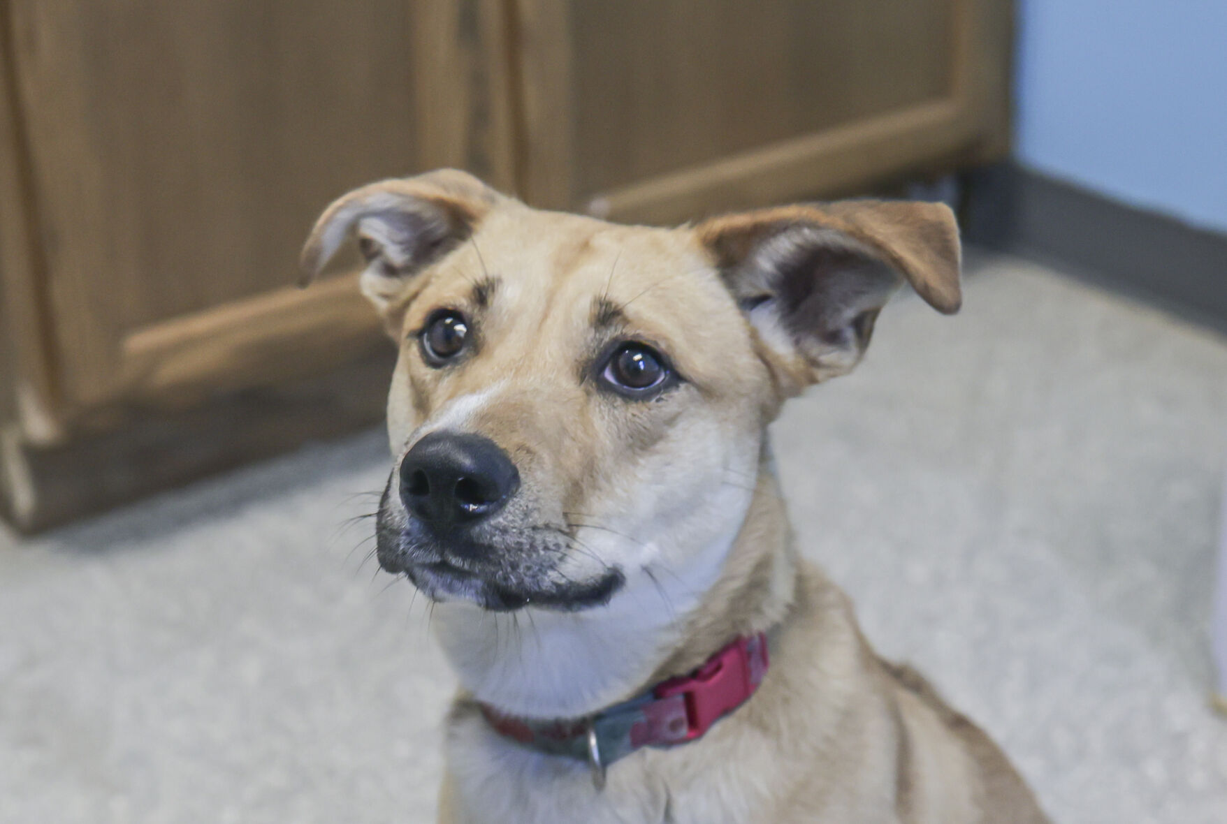 lulu